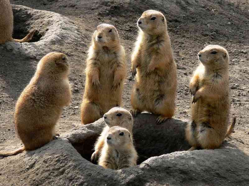 prairie dog - mammals with detailed facts including diet, lifespan, weight and habitat information